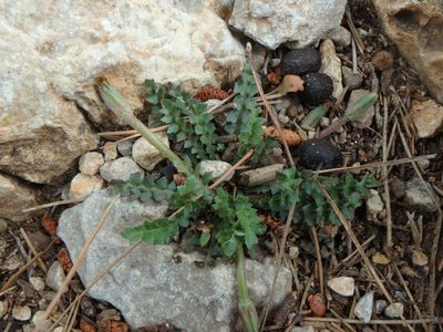 Hyoseris scabra, photographed by Daniel Cahen