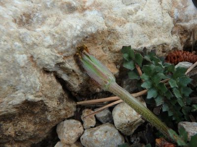 Hyoseris scabra, photographed by Daniel Cahen