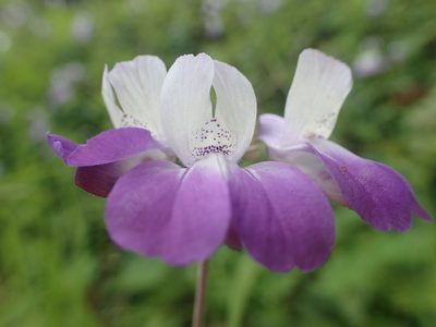 Collinsia multicolor, photographed by rockybajada