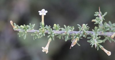 Lycium horridum, photographed by Tony Rebelo