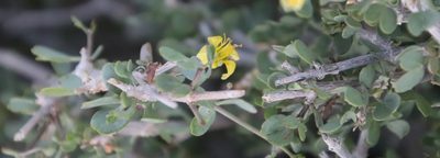 Roepera lichtensteiniana, photographed by Tony Rebelo