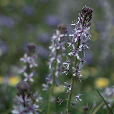 Streptanthus anceps, photographed by Nora Bales