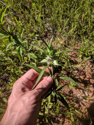 Monarda viridissima, photographed by Eric Knight
