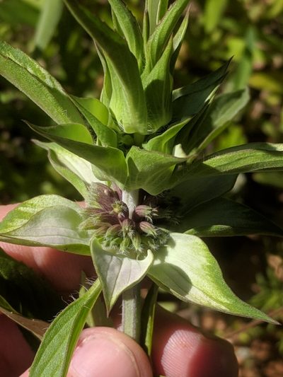 Monarda viridissima, photographed by Eric Knight
