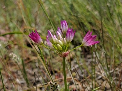 Allium diabolense, photographed by Alex Heyman