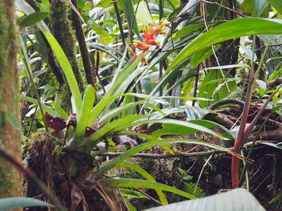 Guzmania donnellsmithii, photographed by Lena Struwe