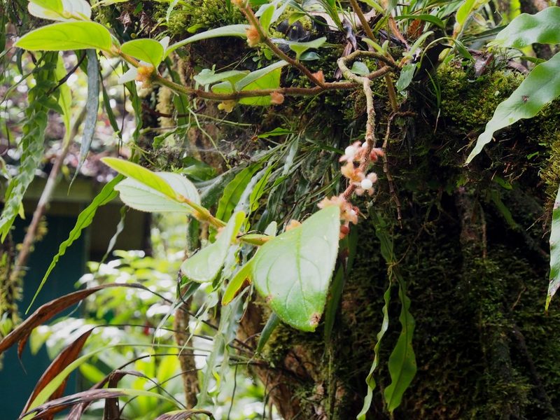 Columnea parviflora, photographed by Lena Struwe