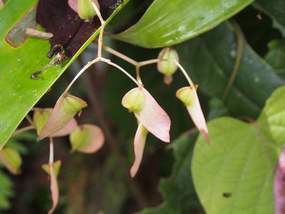 Begonia glabra, photographed by Lena Struwe