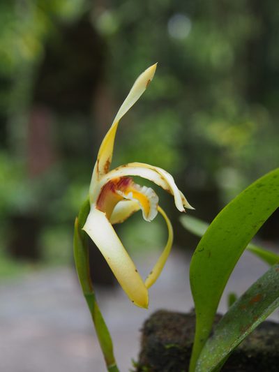 Maxillaria endresii, photographed by Lena Struwe