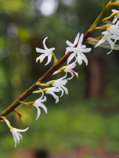 Maxillaria valerioi, photographed by Lena Struwe