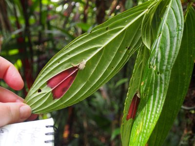 Columnea consanguinea, photographed by Lena Struwe