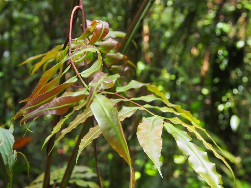 Salpichlaena papyrus, photographed by Lena Struwe