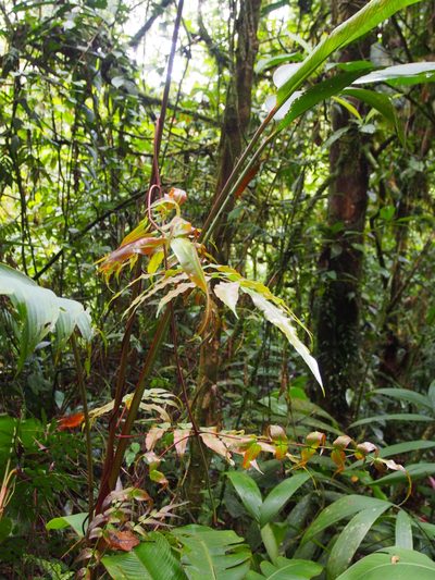 Salpichlaena papyrus, photographed by Lena Struwe