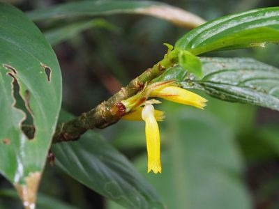 Columnea consanguinea, photographed by Lena Struwe