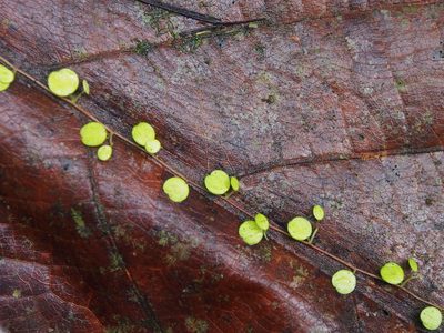 Peperomia emarginella, photographed by Lena Struwe