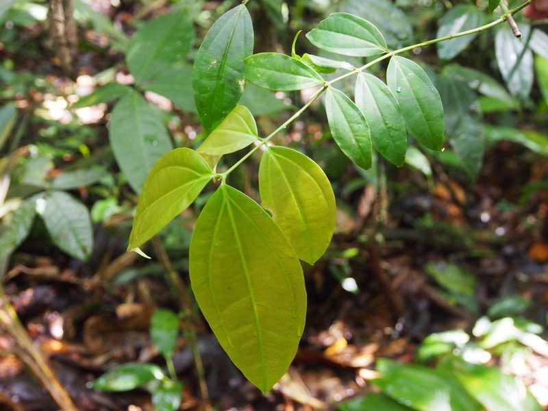 Strychnos brachistantha, photographed by Lena Struwe