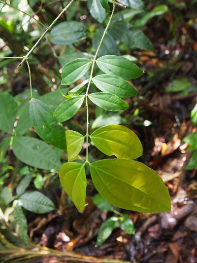 Strychnos brachistantha, photographed by Lena Struwe