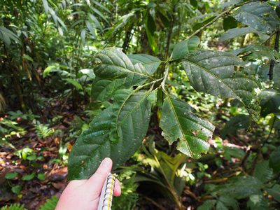 Calatola costaricensis, photographed by Lena Struwe