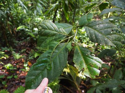 Calatola costaricensis, photographed by Lena Struwe