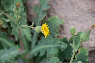 Sonchus megalocarpus, photographed by Terra Occ