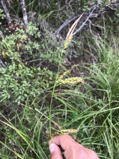 Carex obispoensis, photographed by Kyle Nessen
