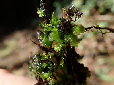Hookeria acutifolia, photographed by Randal