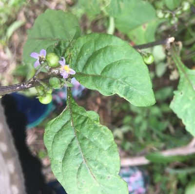 Solanum opacum, photographed by Jenny Christianson
