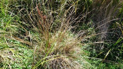 Carex petriei, photographed by Colin Meurk