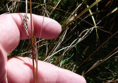 Carex petriei, photographed by Colin Meurk