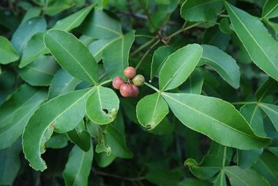 Searsia natalensis, photographed by Andrew Deacon