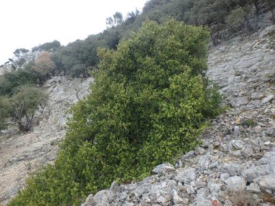 Buxus balearica, photographed by Daniel Cahen