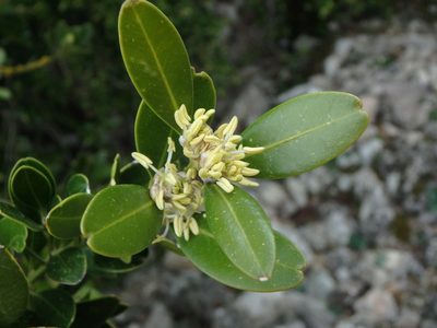 Buxus balearica, photographed by Daniel Cahen