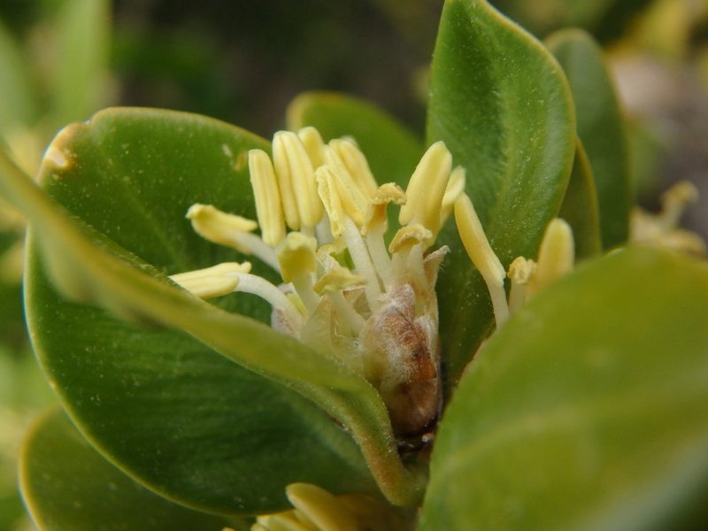 Buxus balearica, photographed by Daniel Cahen