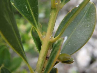 Buxus balearica, photographed by Daniel Cahen
