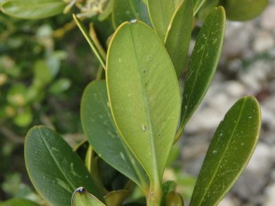 Buxus balearica, photographed by Daniel Cahen