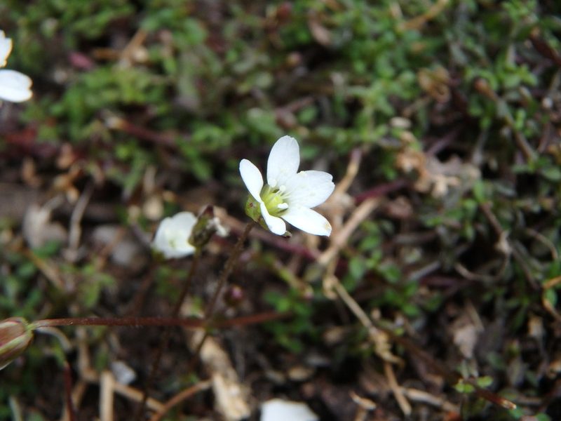 Arenaria balearica, photographed by Daniel Cahen