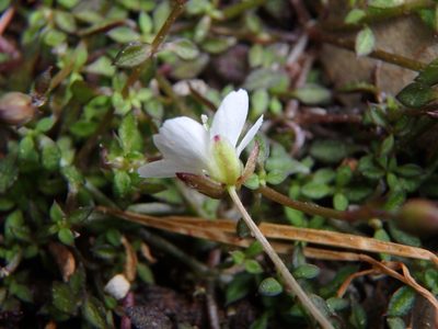 Arenaria balearica, photographed by Daniel Cahen