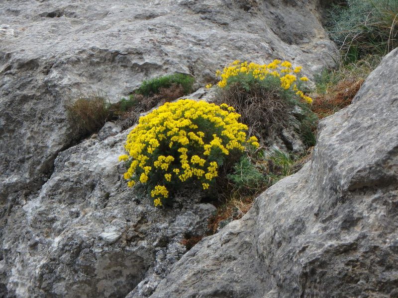 Hippocrepis balearica, photographed by Daniel Cahen