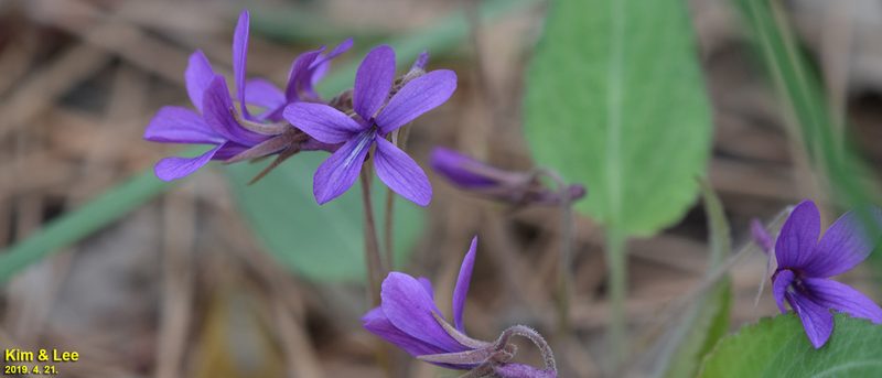 Viola phalacrocarpa, photographed by Kim, Hyun-tae