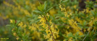 Forsythia koreana, photographed by Kim, Hyun-tae