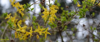 Forsythia koreana, photographed by Kim, Hyun-tae