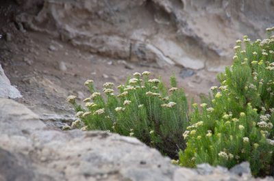 Ozothamnus turbinatus, photographed by Terra Occ