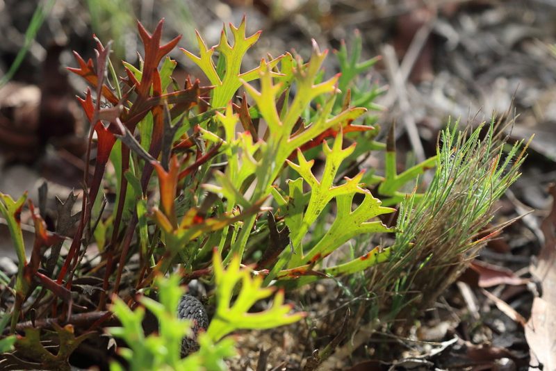 Isopogon petiolaris, photographed by Richard Fuller