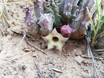 Huernia thuretii, photographed by Christiaan Viljoen