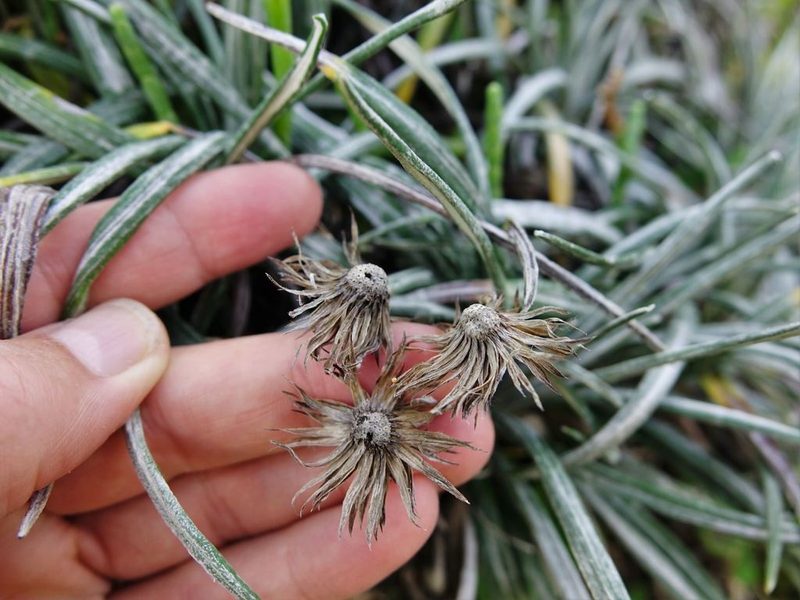 Celmisia major, photographed by Jacqui Geux