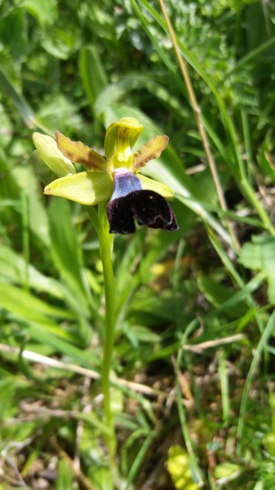 Ophrys atlantica, photographed by Aissa Djamel Filali