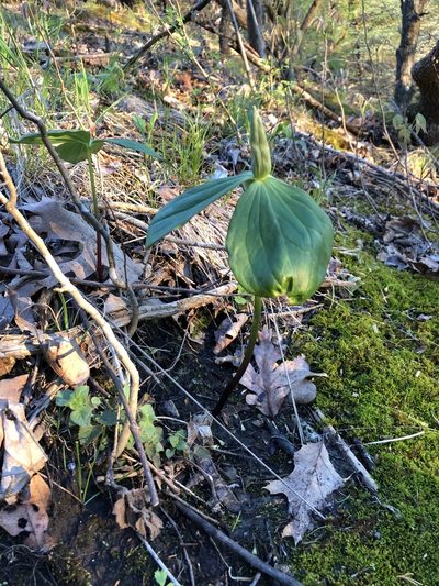 Trillium viride, photographed by Kurt Odendahl