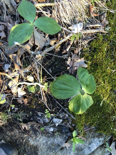 Trillium viride, photographed by Kurt Odendahl