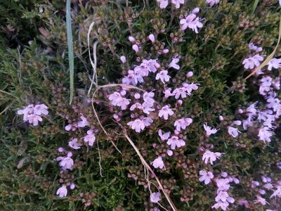 Thymus caespititius, photographed by Duarte Frade