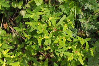 Euphorbia sieboldiana, photographed by harum.koh